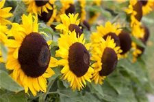 Sonnenblumensamen 'Big Smile' Inhalt reicht für ca. 10 Pflanzen