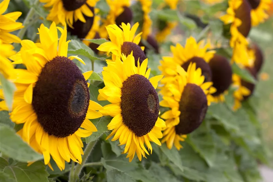 Sonnenblumensamen 'Big Smile' Inhalt reicht für ca. 10 Pflanzen