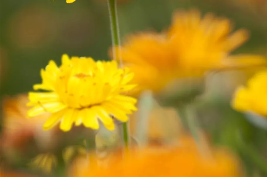 Ringelblumensamen 'Pazifik Schönheit' Inhalt reicht für ca. 80 Pflanzen