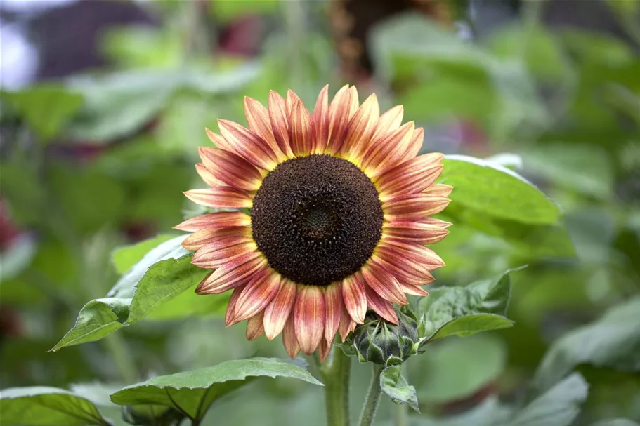 Sonnenblumensamen 'Magic Roundabout F1' Inhalt reicht für ca. 10 Pflanzen