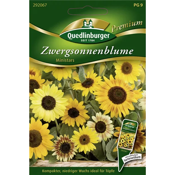 Sonnenblumensamen 'Ministars'