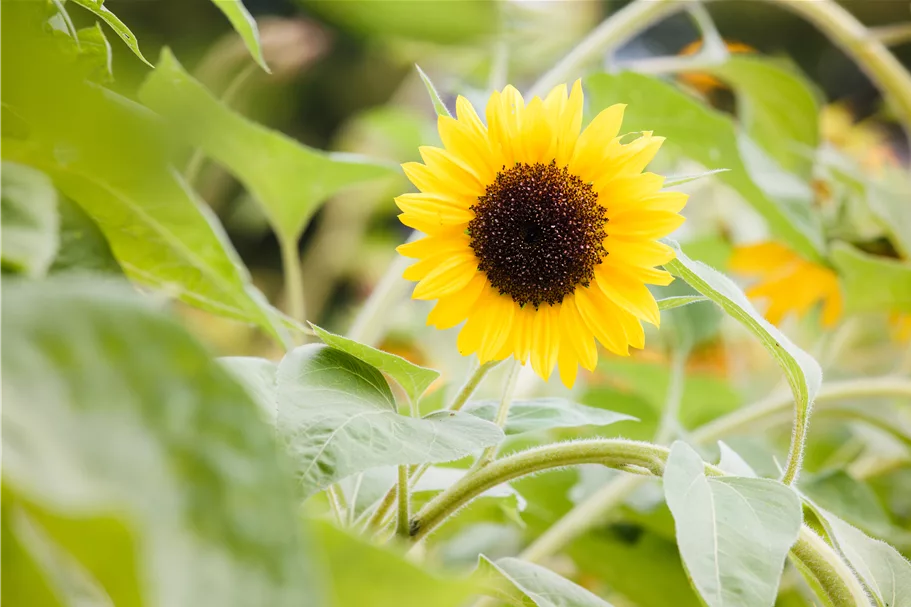 Sonnenblumensamen 'Sunbright' Inhalt reicht für ca. 15 Pflanzen