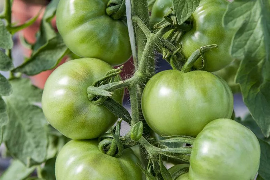 Tomatensamen 'Marmande' Packungsinhalt reicht für ca. 30 Pflanzen