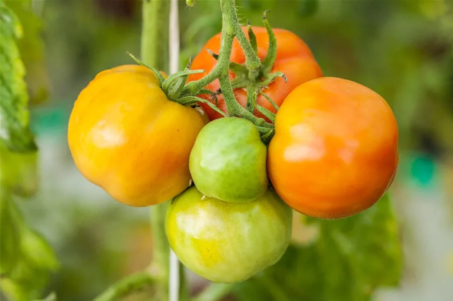 Tomatensamen 'Marmande' Packungsinhalt reicht für ca. 30 Pflanzen