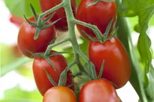 Tomatensamen 'Ravello F1' Inhalt reicht für ca. 3-4 Pflanzen