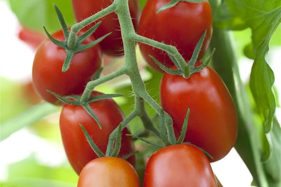 Tomatensamen 'Ravello F1' Inhalt reicht für ca. 3-4 Pflanzen