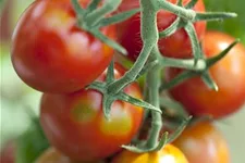 Tomatensamen 'Ravello F1' Inhalt reicht für ca. 3-4 Pflanzen