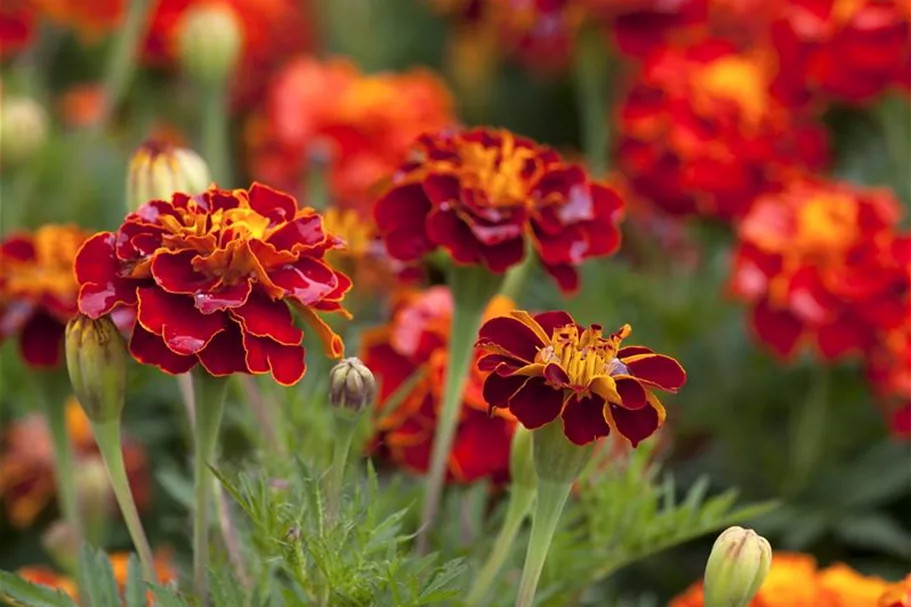 Studentenblumensamen 'Carmen' Portion