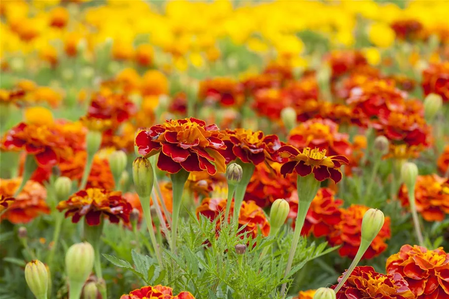 Studentenblumensamen 'Carmen' Portion