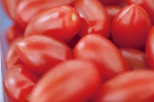 Tomatensamen 'San Marzano' Inhalt reicht für ca. 15 Pflanzen