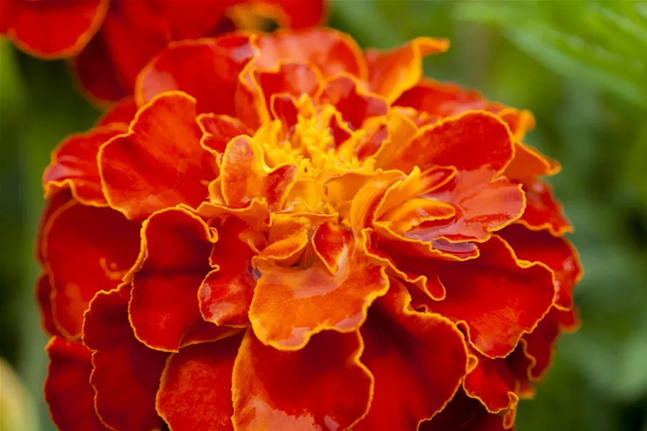 Studentenblumensamen 'Carmen' Portion