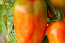 Tomatensamen 'San Marzano' Inhalt reicht für ca. 15 Pflanzen