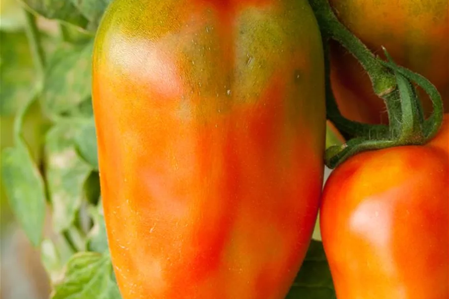 Tomatensamen 'San Marzano' Inhalt reicht für ca. 15 Pflanzen