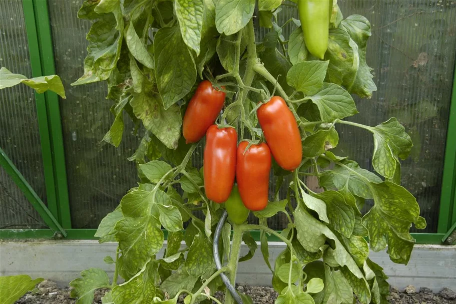 Tomatensamen 'San Marzano' Inhalt reicht für ca. 15 Pflanzen