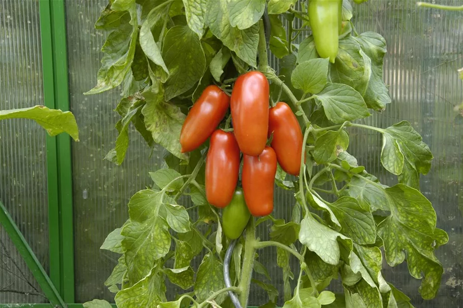 Tomatensamen 'San Marzano' Inhalt reicht für ca. 15 Pflanzen