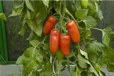 Tomatensamen 'San Marzano' Inhalt reicht für ca. 15 Pflanzen