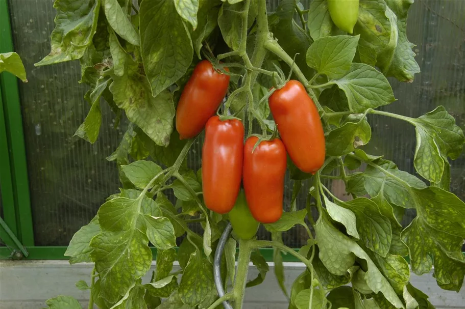 Tomatensamen 'San Marzano' Inhalt reicht für ca. 15 Pflanzen