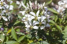 Spinnenblumensamen Inhalt reicht für ca. 80 Pflanzen