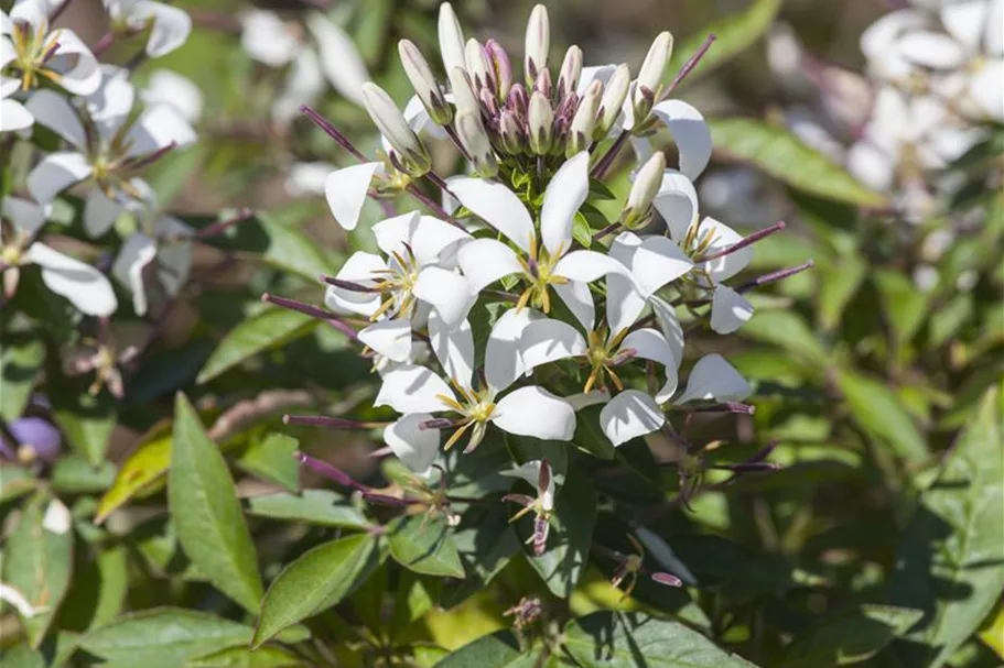 Spinnenblumensamen Inhalt reicht für ca. 80 Pflanzen