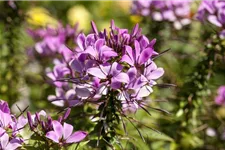 Spinnenblumensamen Inhalt reicht für ca. 80 Pflanzen