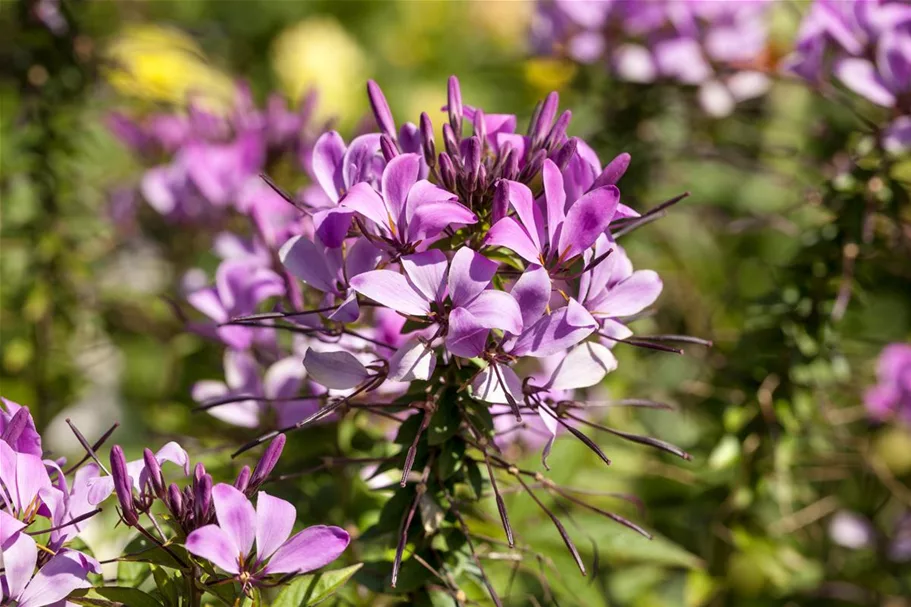 Spinnenblumensamen Inhalt reicht für ca. 80 Pflanzen