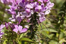 Spinnenblumensamen Inhalt reicht für ca. 80 Pflanzen