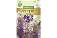 Spinnenblumensamen Inhalt reicht für ca. 80 Pflanzen