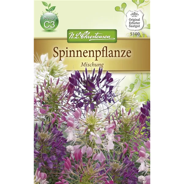 Spinnenblumensamen