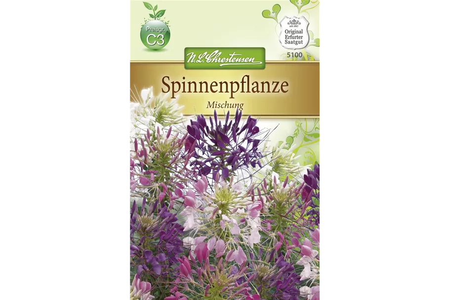 Spinnenblumensamen Inhalt reicht für ca. 80 Pflanzen