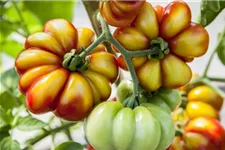 Tomatensamen 'Voyage' Inhalt reicht für ca. 5 Pflanzen