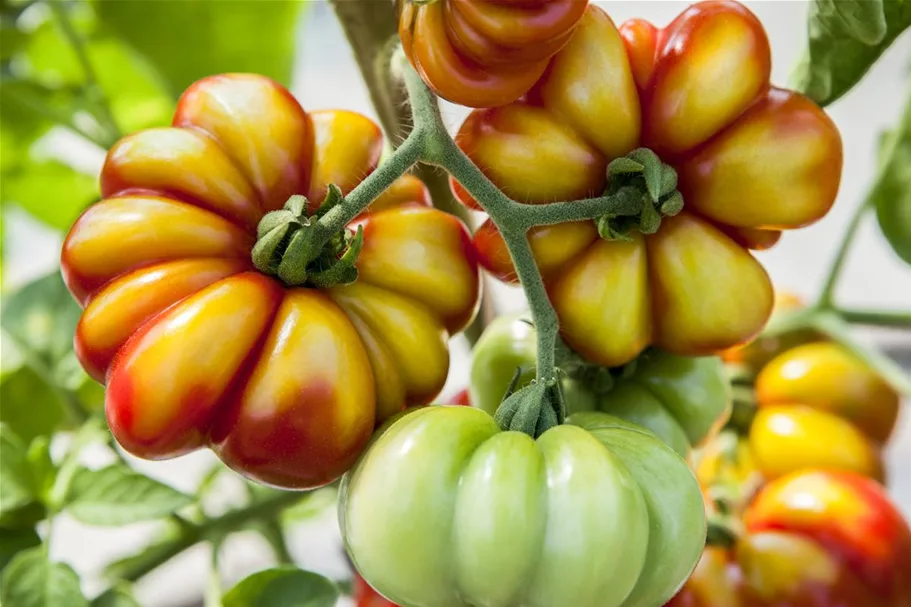 Tomatensamen 'Voyage' Inhalt reicht für ca. 5 Pflanzen