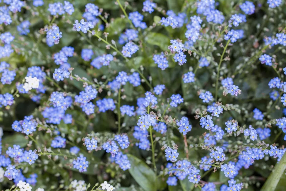 Vergissmeinnichtsamen 'Ultramarine Zwerg' Inhalt reicht für ca. 80 Pflanzen