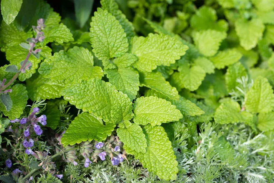 Zitronenmelissensamen 'Citronella' Packungsinhalt reicht für ca. 200 Pflanzen