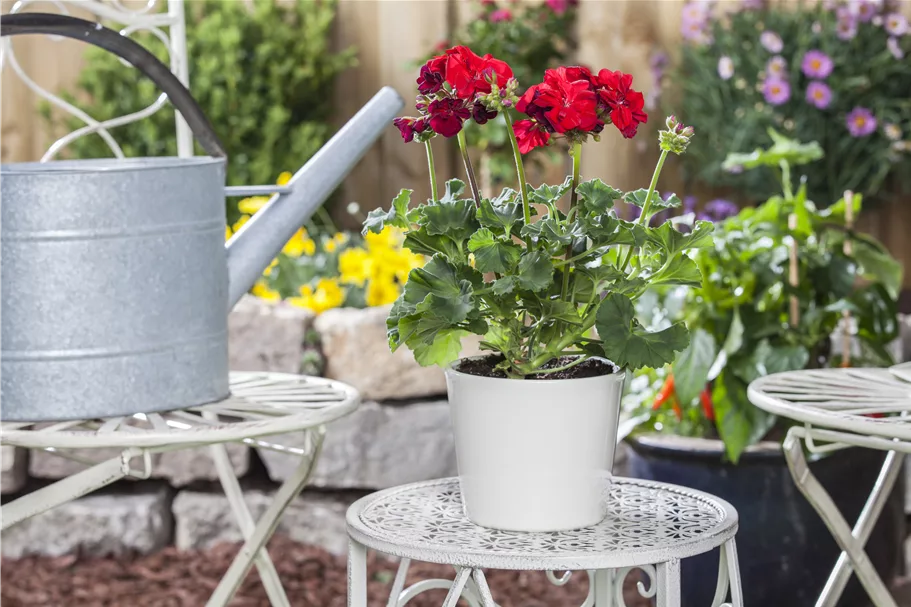 Zonal-Pelargonien-Samen Inhalt reicht für ca. 10 Pflanzen