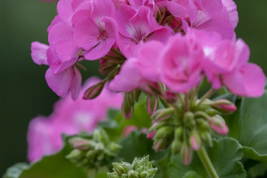 Zonal-Pelargonien-Samen Inhalt reicht für ca. 10 Pflanzen