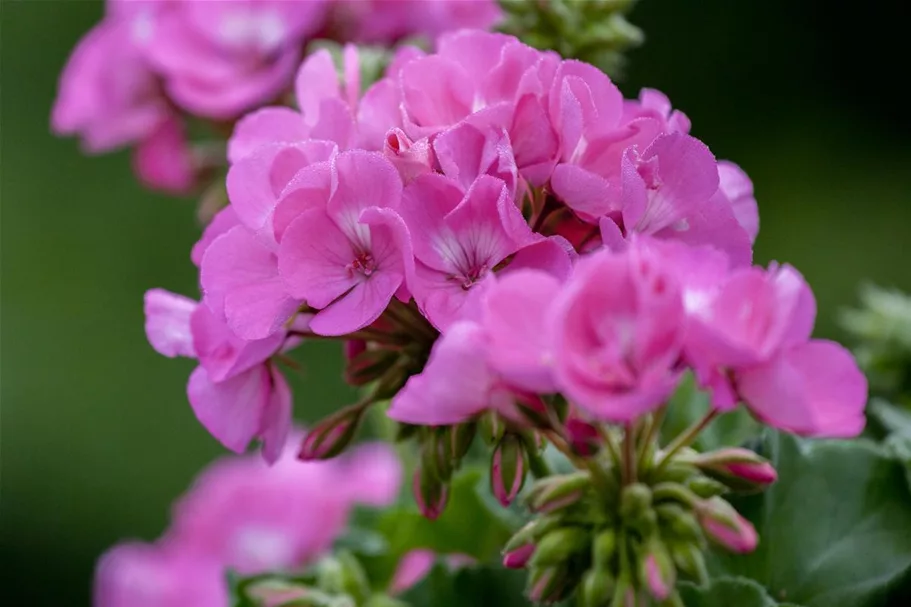 Zonal-Pelargonien-Samen Inhalt reicht für ca. 10 Pflanzen