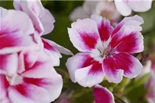 Zonal-Pelargonien-Samen Inhalt reicht für ca. 10 Pflanzen