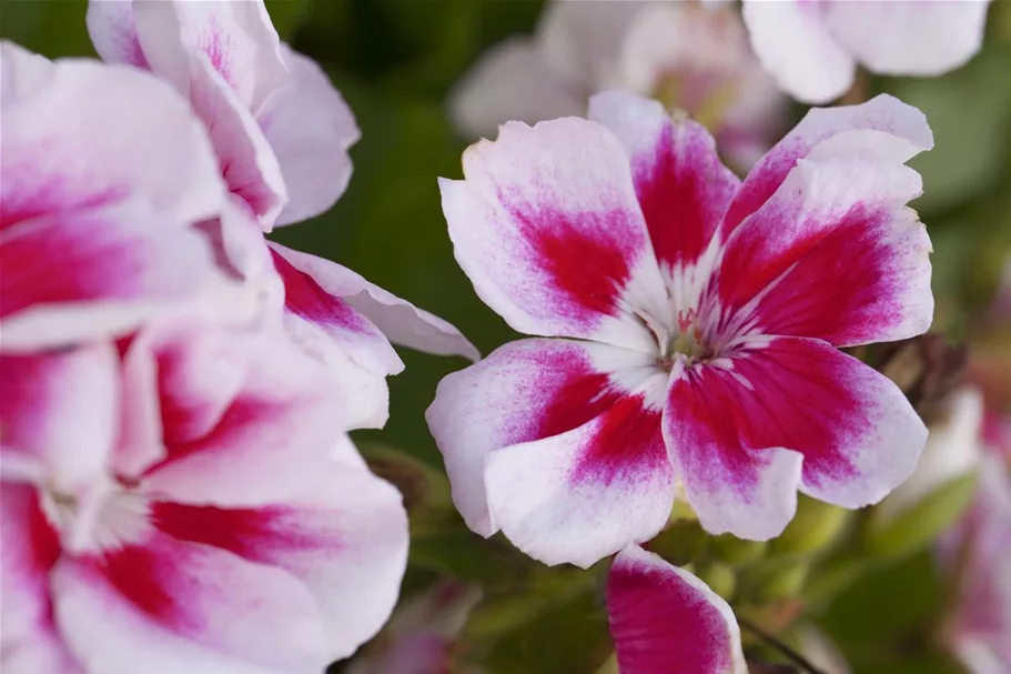 Zonal-Pelargonien-Samen Inhalt reicht für ca. 10 Pflanzen