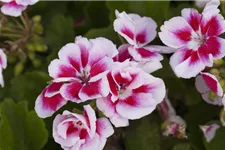 Zonal-Pelargonien-Samen Inhalt reicht für ca. 10 Pflanzen