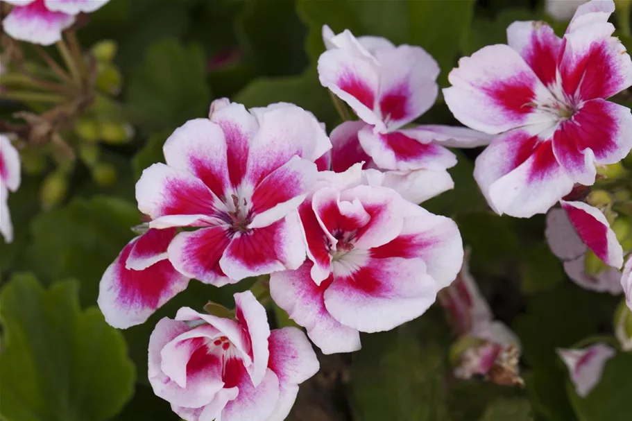 Zonal-Pelargonien-Samen Inhalt reicht für ca. 10 Pflanzen