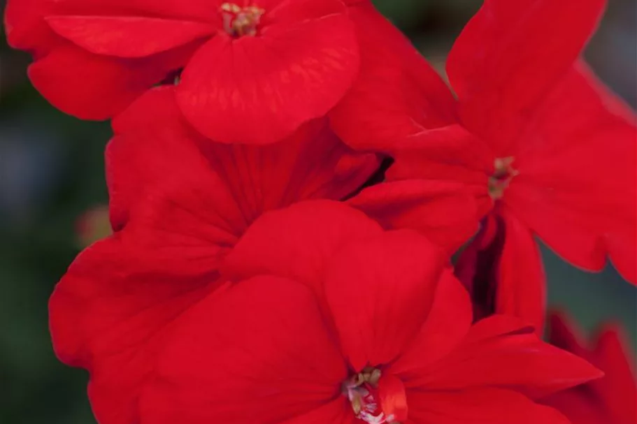 Zonal-Pelargonien-Samen Inhalt reicht für ca. 10 Pflanzen