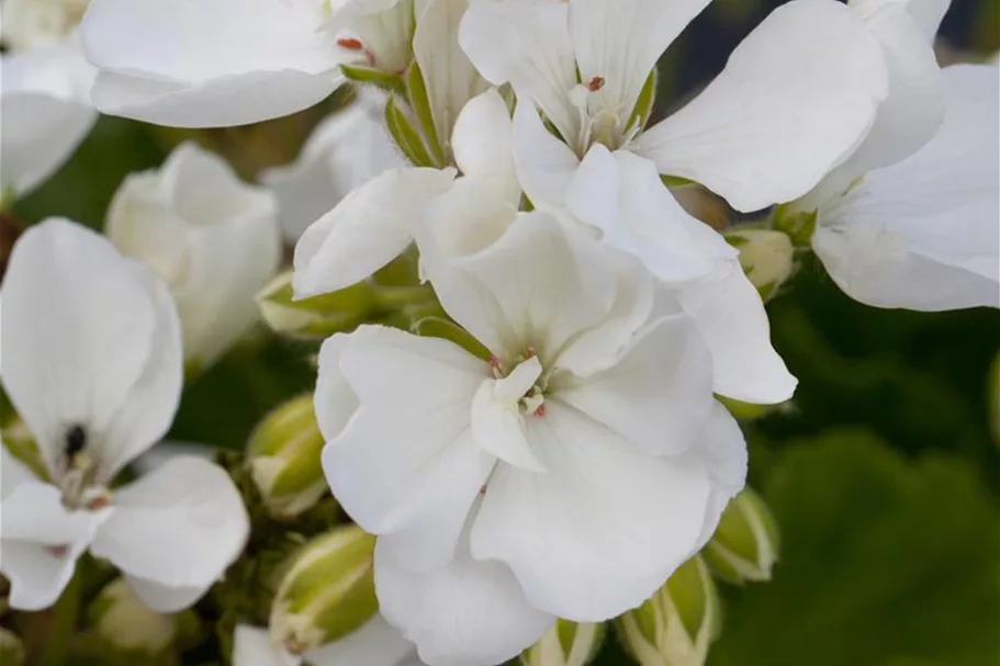 Zonal-Pelargonien-Samen Inhalt reicht für ca. 10 Pflanzen