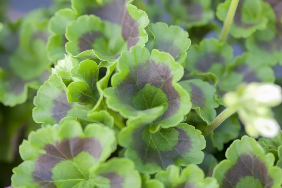 Zonal-Pelargonien-Samen Inhalt reicht für ca. 10 Pflanzen