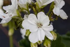 Zonal-Pelargonien-Samen Inhalt reicht für ca. 10 Pflanzen