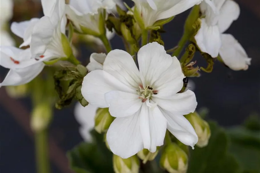 Zonal-Pelargonien-Samen Inhalt reicht für ca. 10 Pflanzen