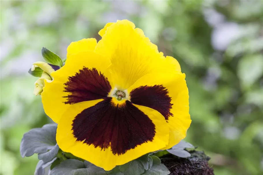 Stiefmütterchensamen 'Schweizer Riesen Ausstellungsblume' Inhalt reicht für ca. 60 Pflanzen