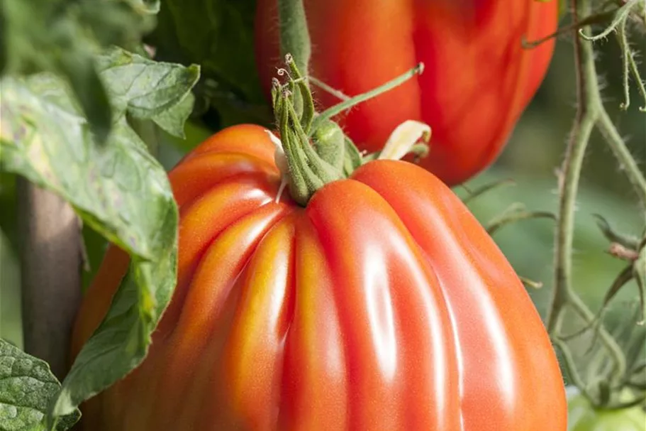 Tomatensamen Inhalt reicht für ca. 12-15 Pflanzen