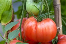 Tomatensamen Inhalt reicht für ca. 12-15 Pflanzen