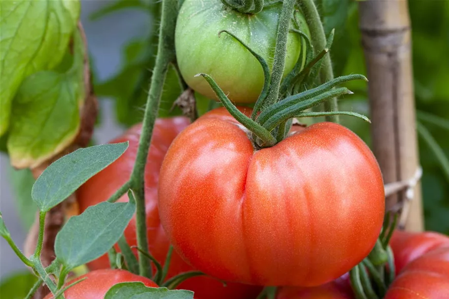 Tomatensamen Inhalt reicht für ca. 12-15 Pflanzen