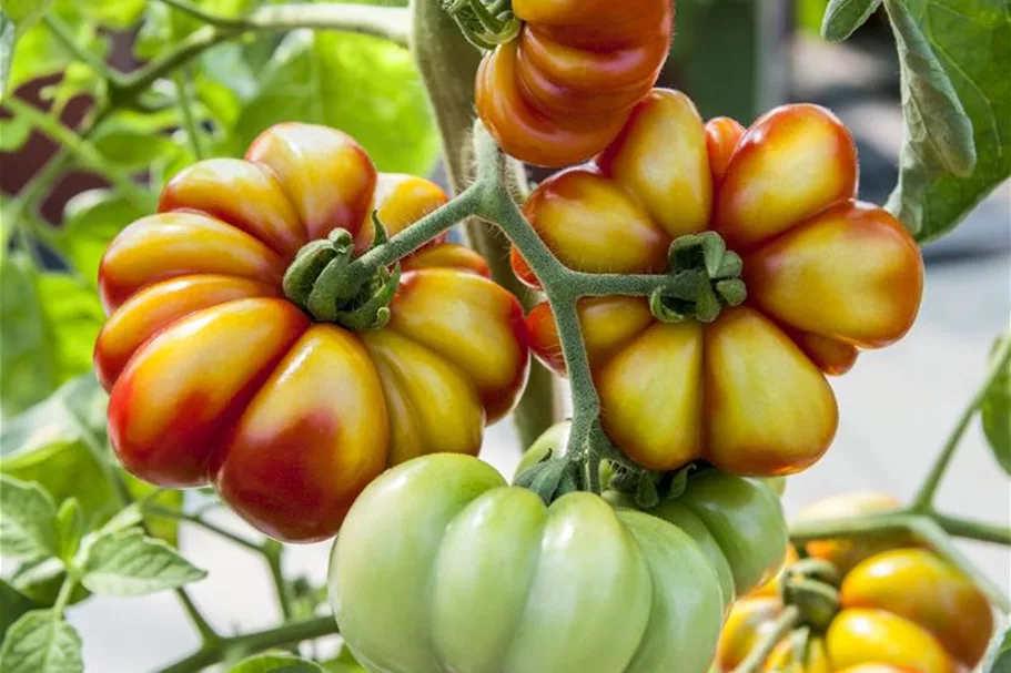 Tomatensamen Inhalt reicht für ca. 12-15 Pflanzen